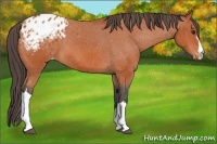 Horse Color:Bay Appaloosa 