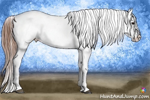 Horse Color:Black Blanket Rabicano 