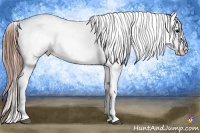 Horse Color:Black Blanket Rabicano