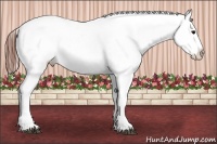 Horse Color:Black Varnish Rabicano 