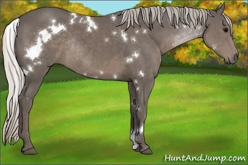 Horse Color:White Spotted Silver Black Rabicano 