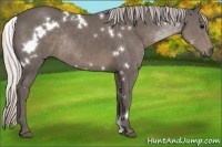 Horse Color:White Spotted Silver Black Rabicano 