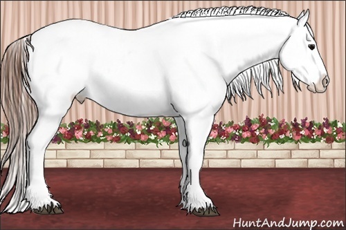 Horse Color:Black Appaloosa Rabicano 