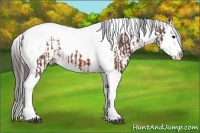 Horse Color:Bay Splash Tobiano  and White Spotted Bay Splash Appaloosa 