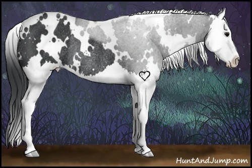 Horse Color:White Spotted Black Splash Rabicano 
