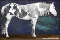 Horse Color:White Spotted Black Splash Rabicano