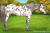 Horse Color:Bay Dun Near Leopard 
