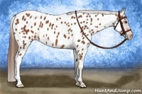 Horse Color:Chestnut Appaloosa