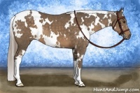 Horse Color:White Spotted Chocolate Palomino