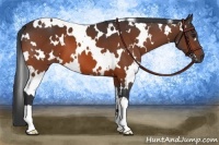 Horse Color:White Spotted Bay 