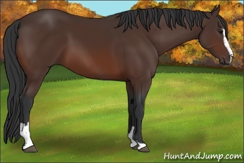 Horse Color:Bay Sabino 