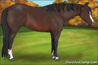 Horse Color:Bay Sabino
