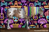 Horse Color:Painted White Spotted Bay Tobiano 