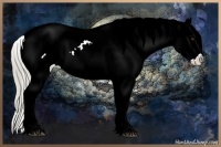 Horse Color:Chocolate Palomino Sabino Appaloosa 