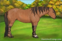 Horse Color:Chestnut and Bay