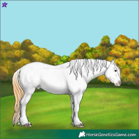 Horse Color:Smoky Grullo Splash Appaloosa Rabicano