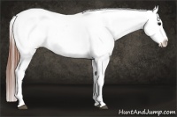 Horse Color:Black Blanket Rabicano