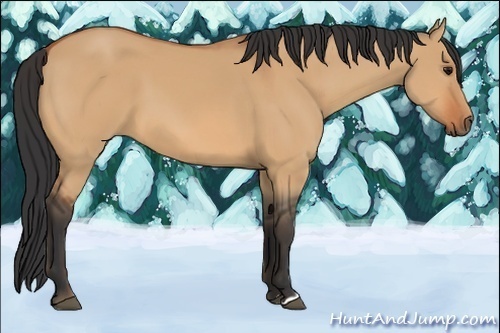 Horse Color:Bay Dun 