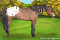 Horse Color:Brown Appaloosa Rabicano