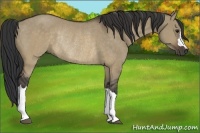 Horse Color:Brown Dun Rabicano 