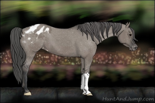 Horse Color:Grullo Appaloosa 