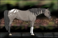 Horse Color:Grullo Varnish 
