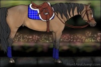 Horse Color:Bay Dun 