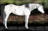 Horse Color:Bay Dun Sabino 