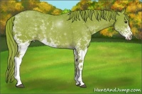 Horse Color:Watercolor White Spotted Chestnut 