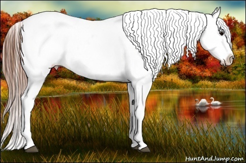 Horse Color:Black Appaloosa Rabicano 