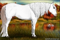 Horse Color:Black Appaloosa Rabicano 