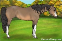Horse Color:Buckskin 