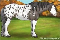 Horse Color:Liver Chestnut Sabino Splash Appaloosa 
