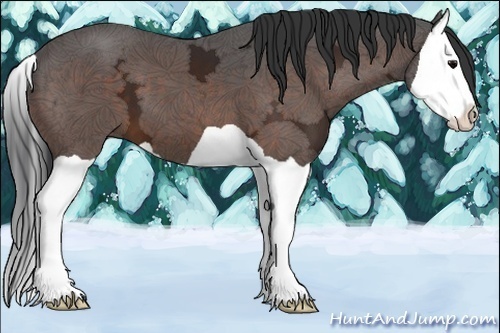 Horse Color:Bay Ice Splash 