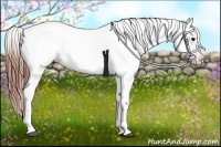 Horse Color:Black Appaloosa Rabicano