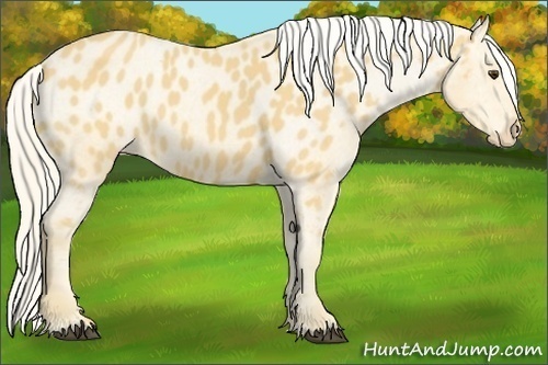 Horse Color:Palomino Appaloosa 