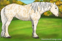 Horse Color:Palomino Appaloosa 