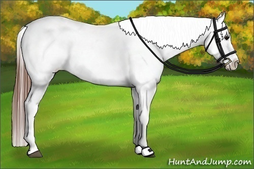 Horse Color:Black Appaloosa Rabicano 