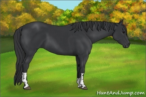 Horse Color:Black and Black