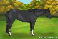 Horse Color:Black and Black