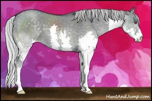 Horse Color:Silver Grullo Chinchilla Splash