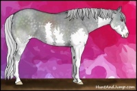 Horse Color:Silver Grullo Chinchilla Splash