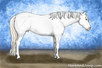 Horse Color:Palomino Near Leopard  and Gray Palomino Near Leopard 