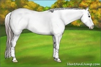 Horse Color:Black Blanket Rabicano