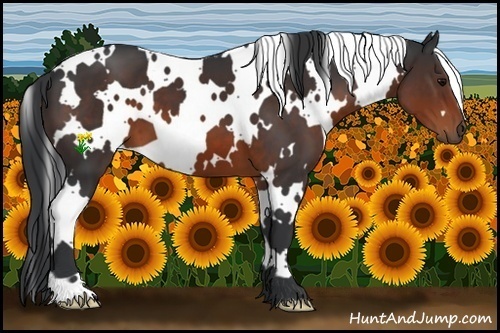 Horse Color:White Spotted Brown