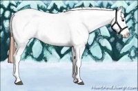 Horse Color:Blue Roan Appaloosa Rabicano 