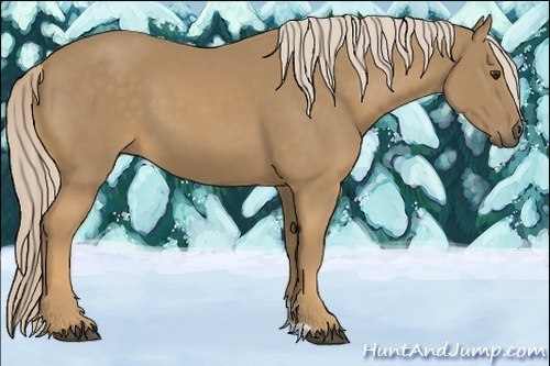 Horse Color:Palomino 