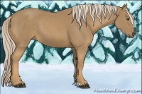 Horse Color:Palomino