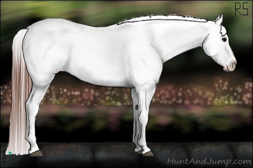 Horse Color:Black Appaloosa Rabicano 