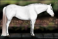 Horse Color:Black Appaloosa Rabicano